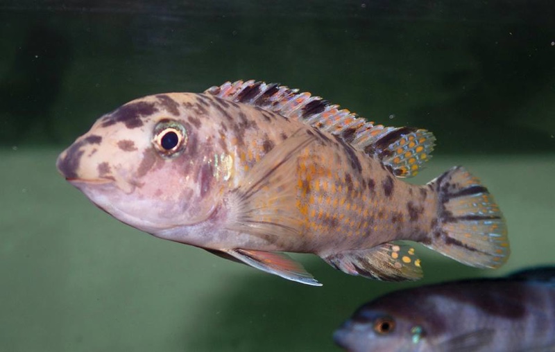 Labeotropheus trewavasae 'Higga Reef'